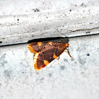 Yellow-fringed Dolichomia Moth