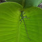 Green Anole (Lizard)