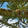 Ninhos de João-de-Barro (Red ovenbird's nests)