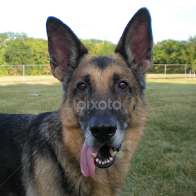 Mr. Max by Linda Hackney - Animals - Dogs Portraits