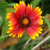 Gaillardia - Blanket Flower