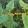 Oleander Aphids