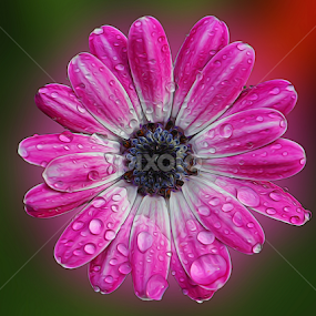 Flower by Dipali S - Digital Art Things