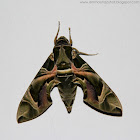 Oleander Hawk Moth