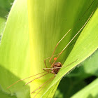 Harvestman Spider