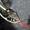 Western ribbon snake