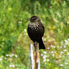 Red Winged Black Bird (female)