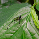 Pelecinid wasp