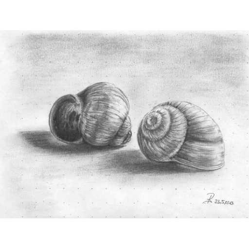 ArtToDraw 0001 Snail Shells