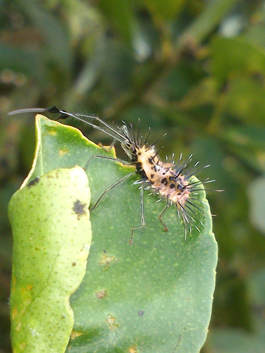 Leaf-Footed Bug (Nymph)
