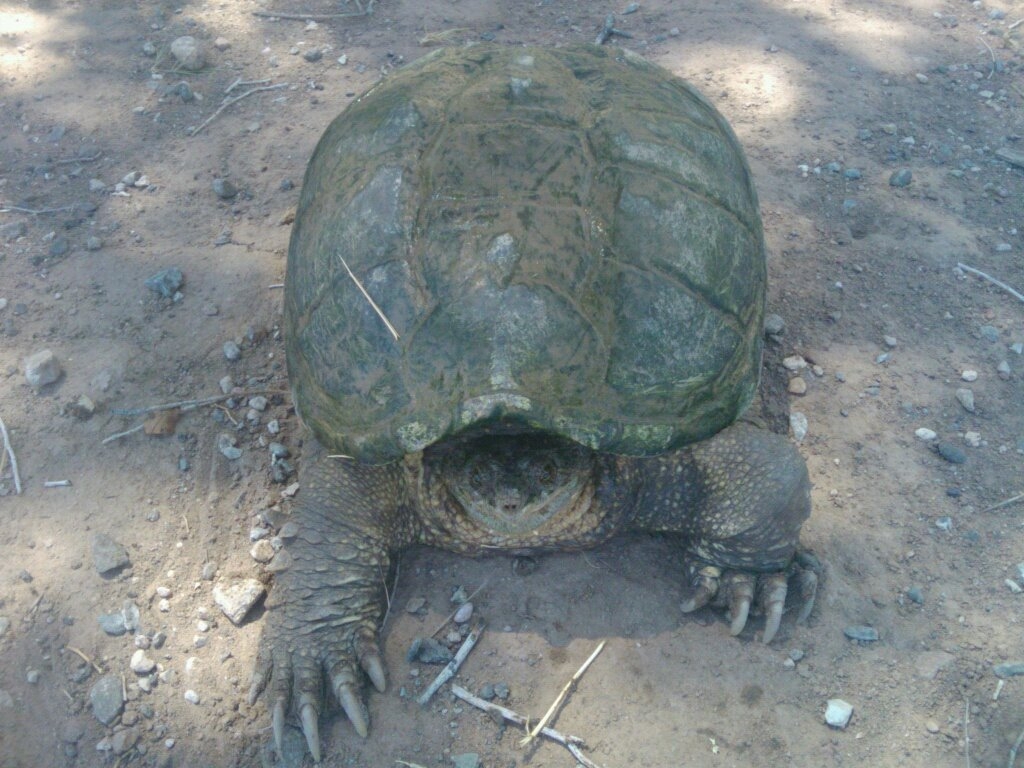 Common Snapping Turtle