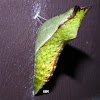 Spicebush Swallowtail Chrysalis