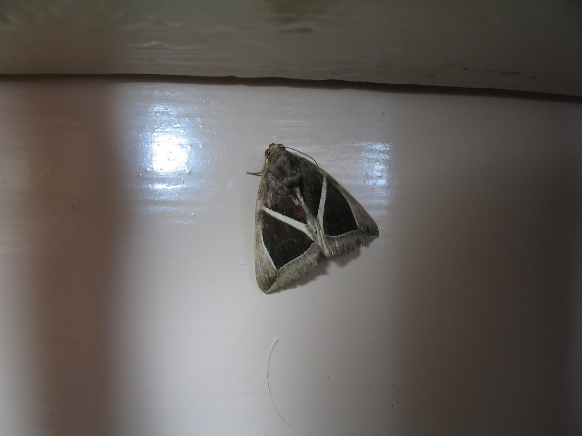 Chalciope Moth