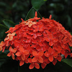 jungle geranium ( jungle flame or West indian jasmine )