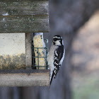 Downy Woodpecker - Female