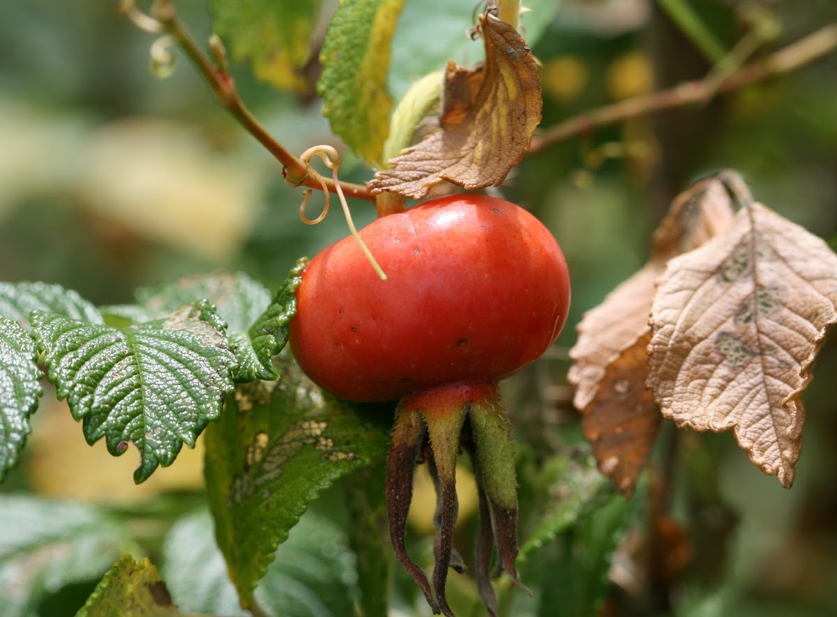 Rose Hip