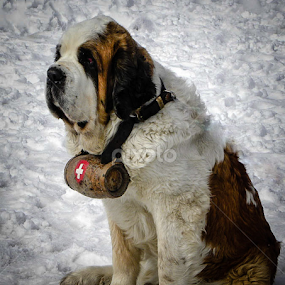 Nana at the Matterhorn by Lori Louderback - Animals - Dogs Portraits