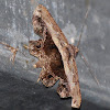 fancy brown moth