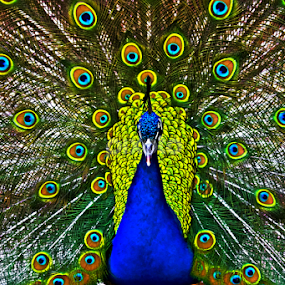 standing proud by Tracy Rautenbach - Animals Birds