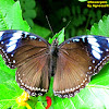 Great Eggfly ♀