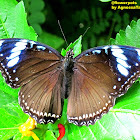 Great Eggfly ♀