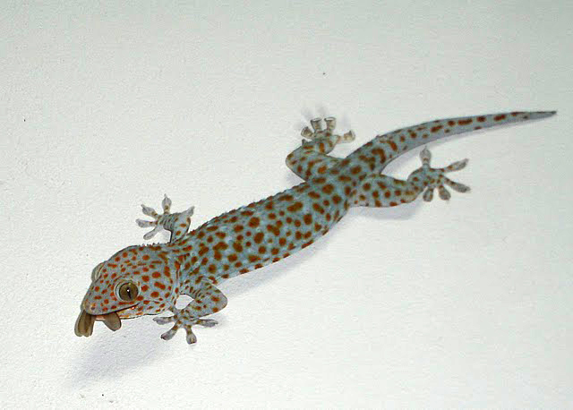 Tokay Gecko