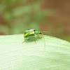 Green-yellow flea beetle