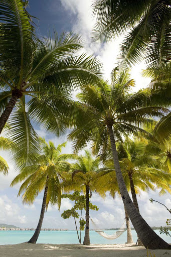 Palm-Trees-BoraBora - Palm trees sway in the island breeze at the St. Regis Bora Bora Resort.