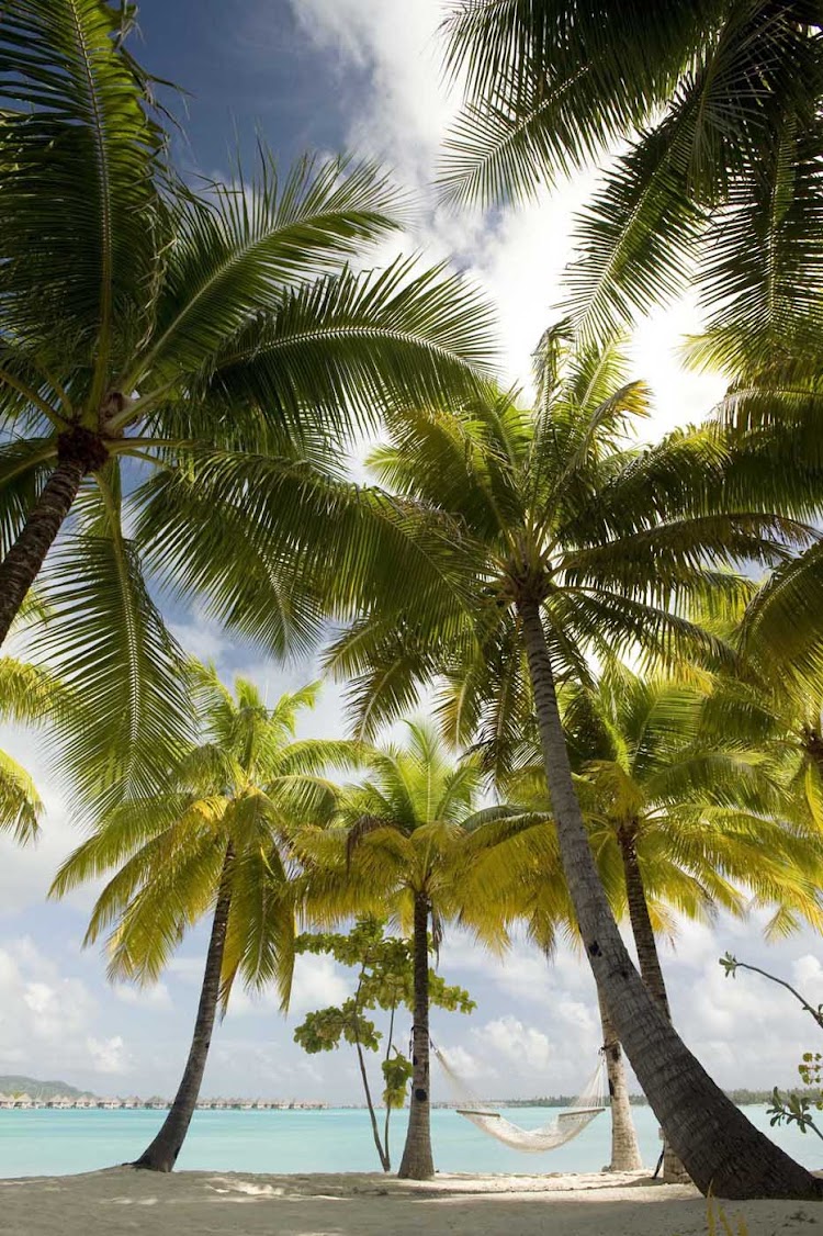 Palm trees sway in the island breeze at the St. Regis Bora Bora Resort.
