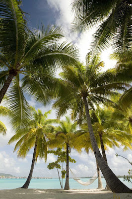 Palm trees sway in the island breeze at the St. Regis Bora Bora Resort.
