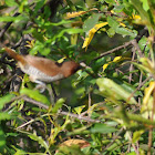 Spotted Munia