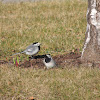 White Wagtail