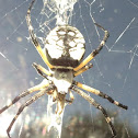 Black and Yellow Argiope