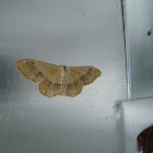 Riband Wave