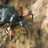Red Eyed Assassin Bug