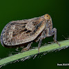 Issid planthopper