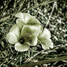 Delicate Creatures by Carey Carter - Instagram & Mobile Other