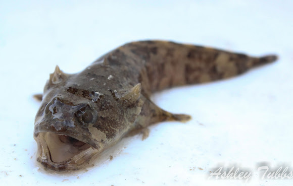 Gulf Toadfish