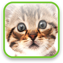 Cute Kitty Video Wallpaper icon