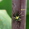 Banded Metallic-green Jumping Spider
