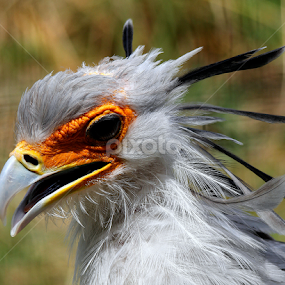 Secretary Bird by Ralph Harvey - Animals Birds