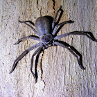Huntsman Spider (female)