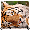 Tiger Live Video Wallpaper icon