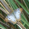 White Peacock Butterfly