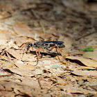 Spider-hunter Wasp