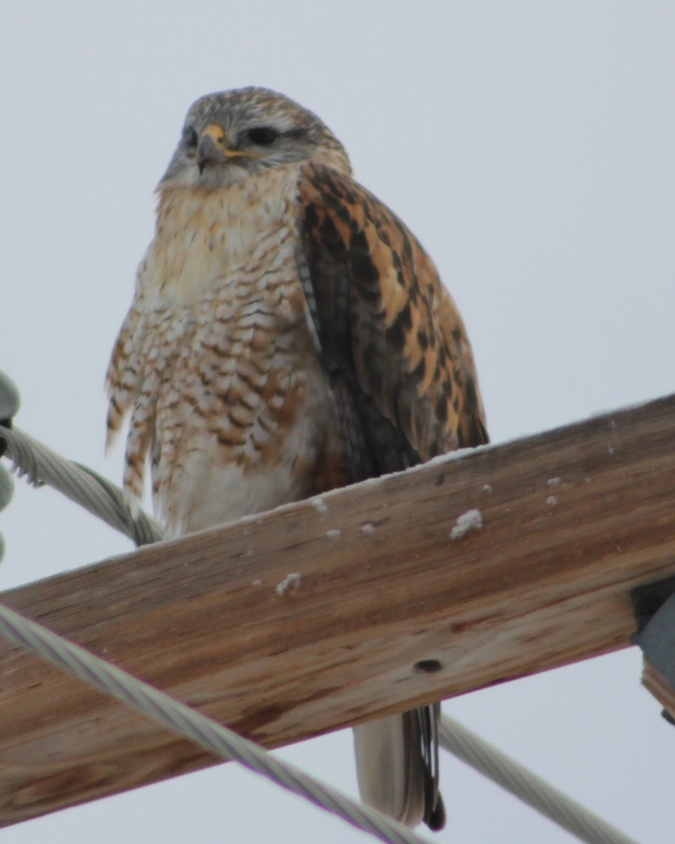 Ferruginous Hawk