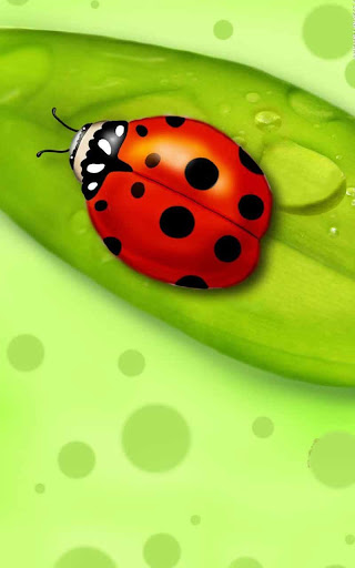 免費下載生活APP|Ladybugs Wallpaper app開箱文|APP開箱王