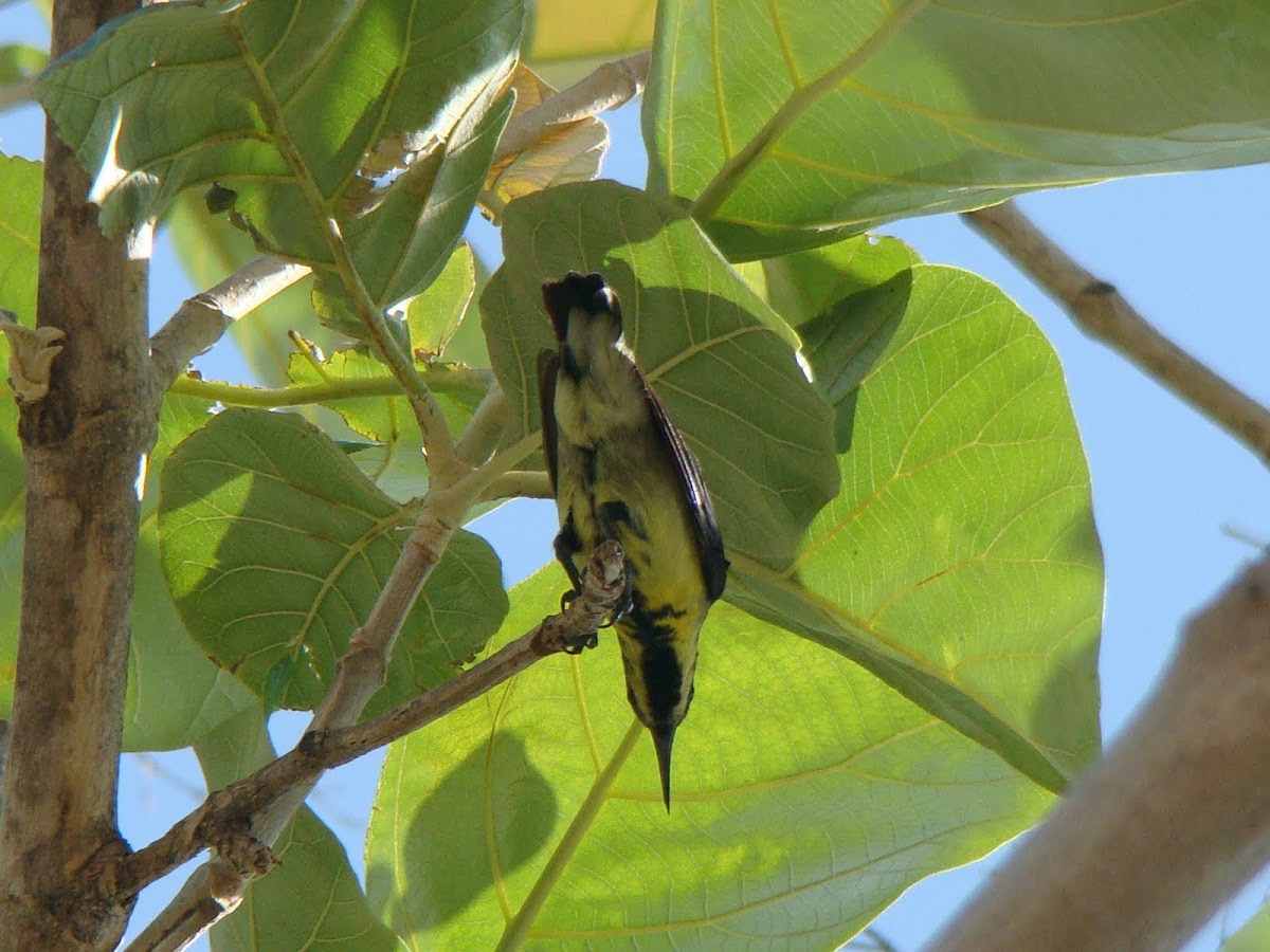 Purple sunbird (non-breeding male) / Oodha Pitta Thenchittu (ஊதா பிட்ட தேன்சிட்டு) 