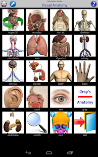 Anatomy Tutorial: Skeletal System - Human Anatomy Dictionary