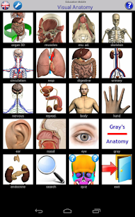 Visual Anatomy